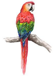 Wallsticker parrot